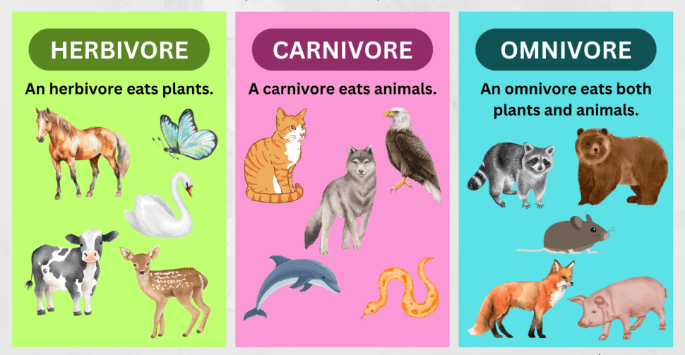 Sources Of Food Lesson Plan For Class 6
