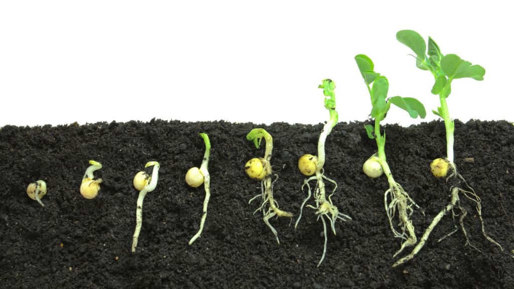 Seeds Germination Experiment For Class 5